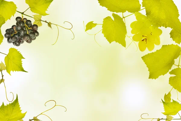 Grapes and vine frame on green — Stock Photo, Image
