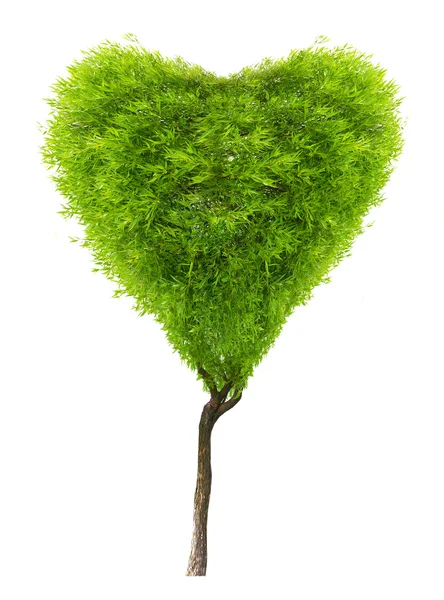 Tree with green heart shape leafage — Stock Photo, Image