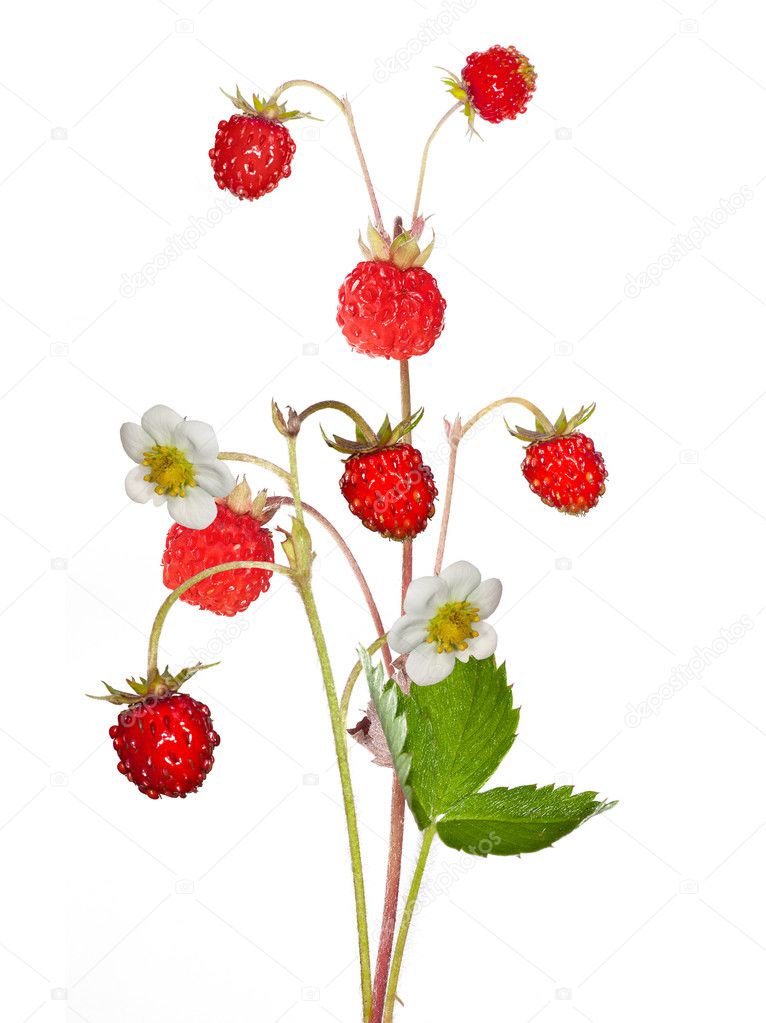 wild strawberry with berries and flowers isolated on white