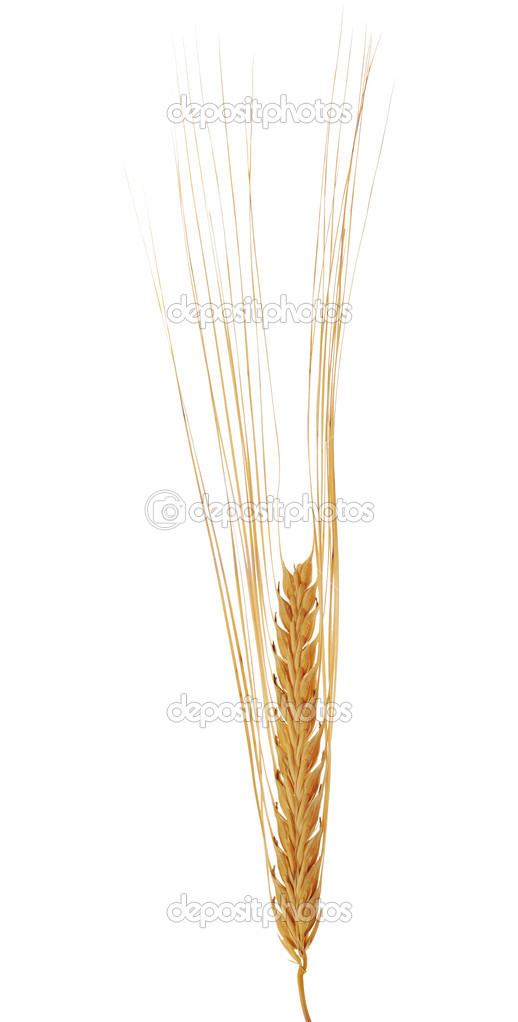 single ear of barley isolated on white