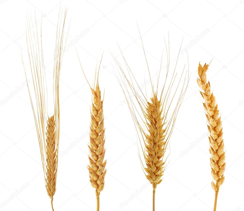 set of four ears of wheat