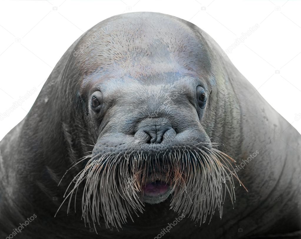 walrus close-up isolated on white