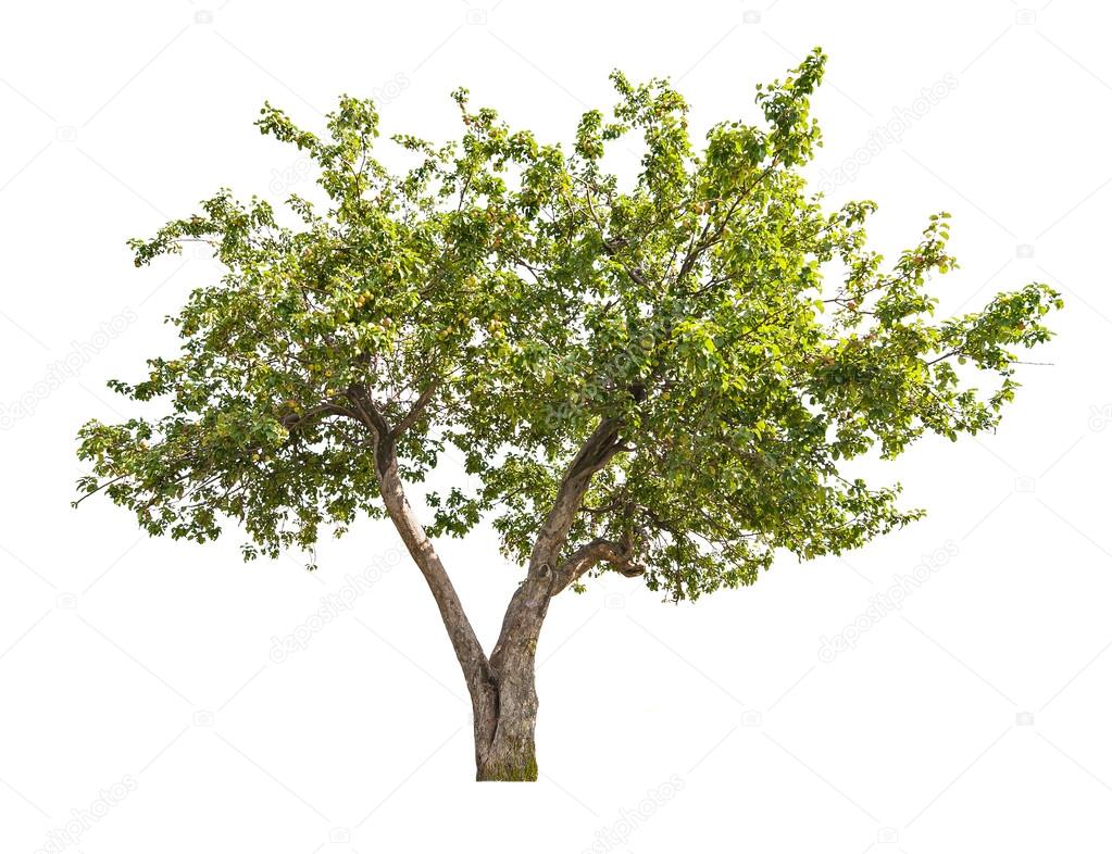 isolated apple-tree with small fruits