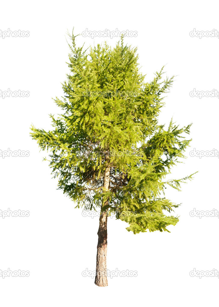 green isolated larch tree