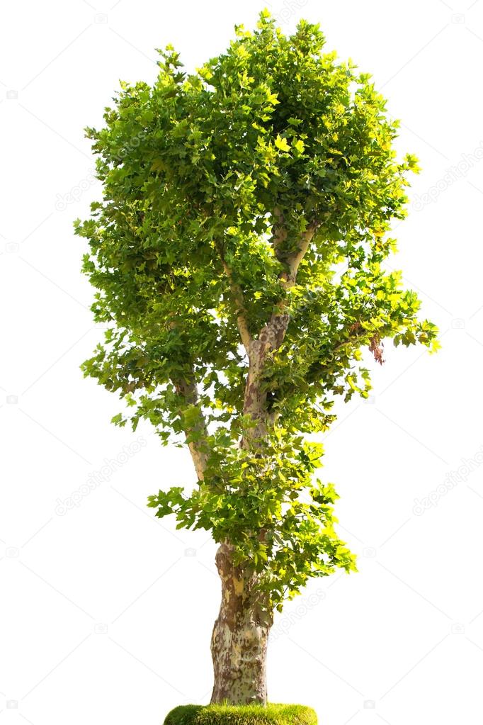 London plane tree in grass ⬇ Stock Photo, Image by © Dr.PAS #24180389 London plane tree in grass ⬇ Stock Photo, Image by © Dr.PAS #24180389