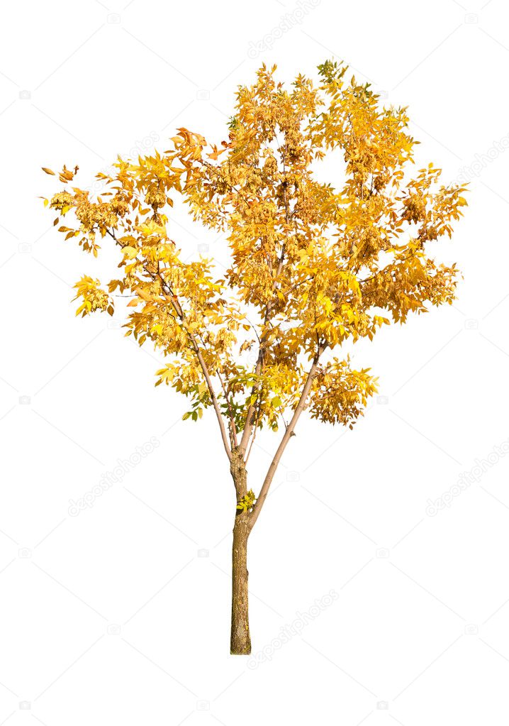 single golden autumn tree isolated on white