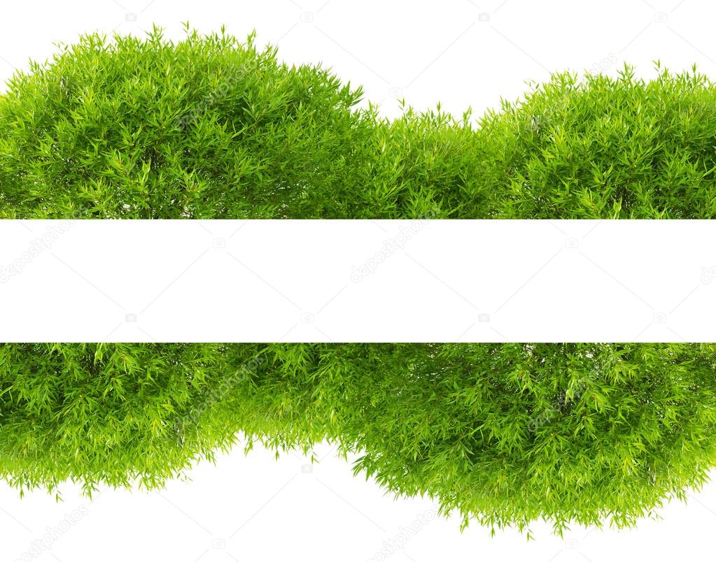 green tree foliage band isolated on white