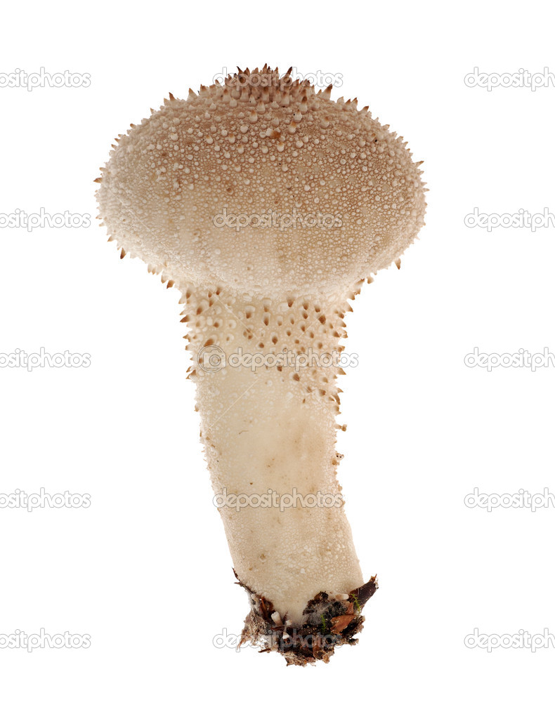 light brown toadstool isolated on white