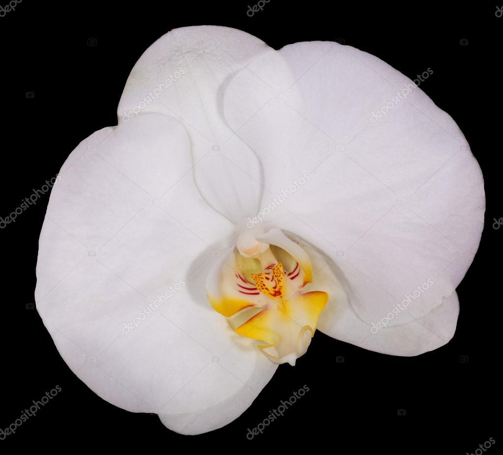 Fiore di orchidea bianca con centro giallo su nero - Foto Stock: Foto, Immagini © Dr.PAS ...