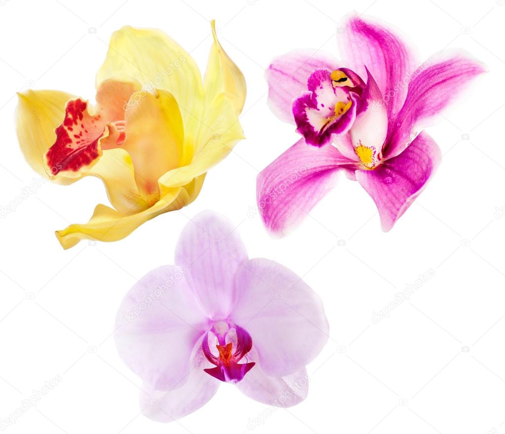 Três conjuntos isolados de flores de orquídeas fotos, imagens de © Dr.PAS  #24180881