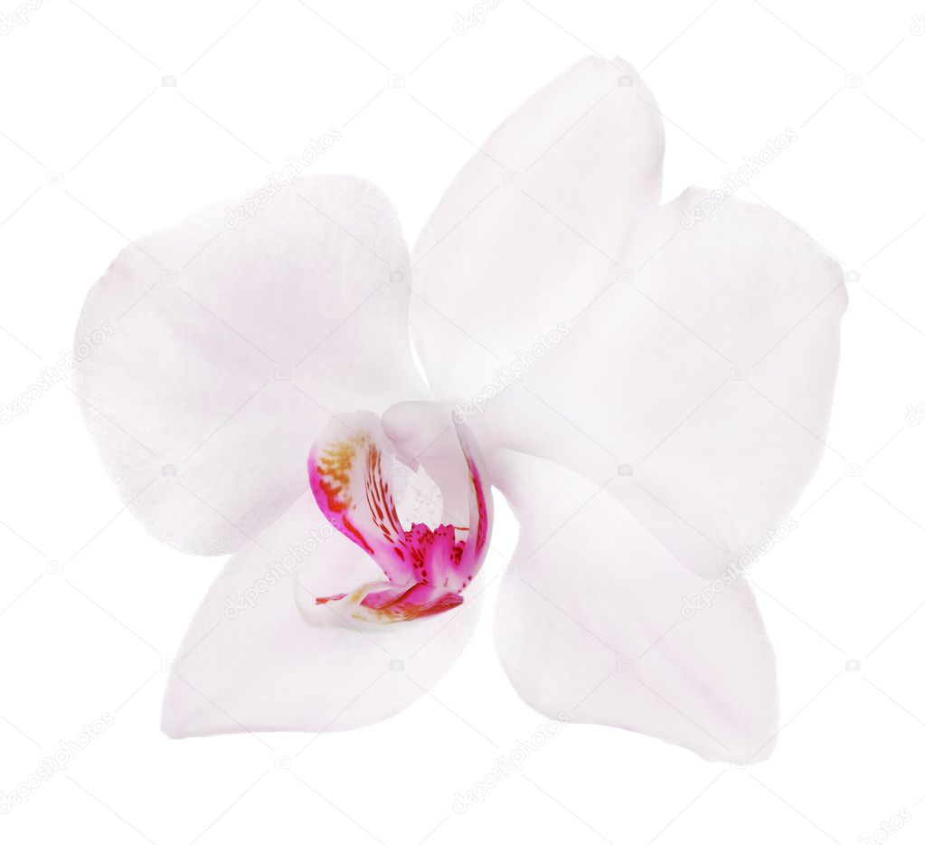 beautiful white isolated orchid flower