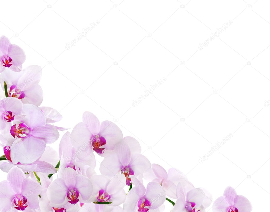 light pink orchid corner isolated on white