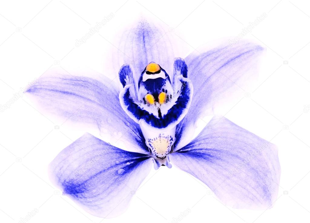 blue orchid flower on white