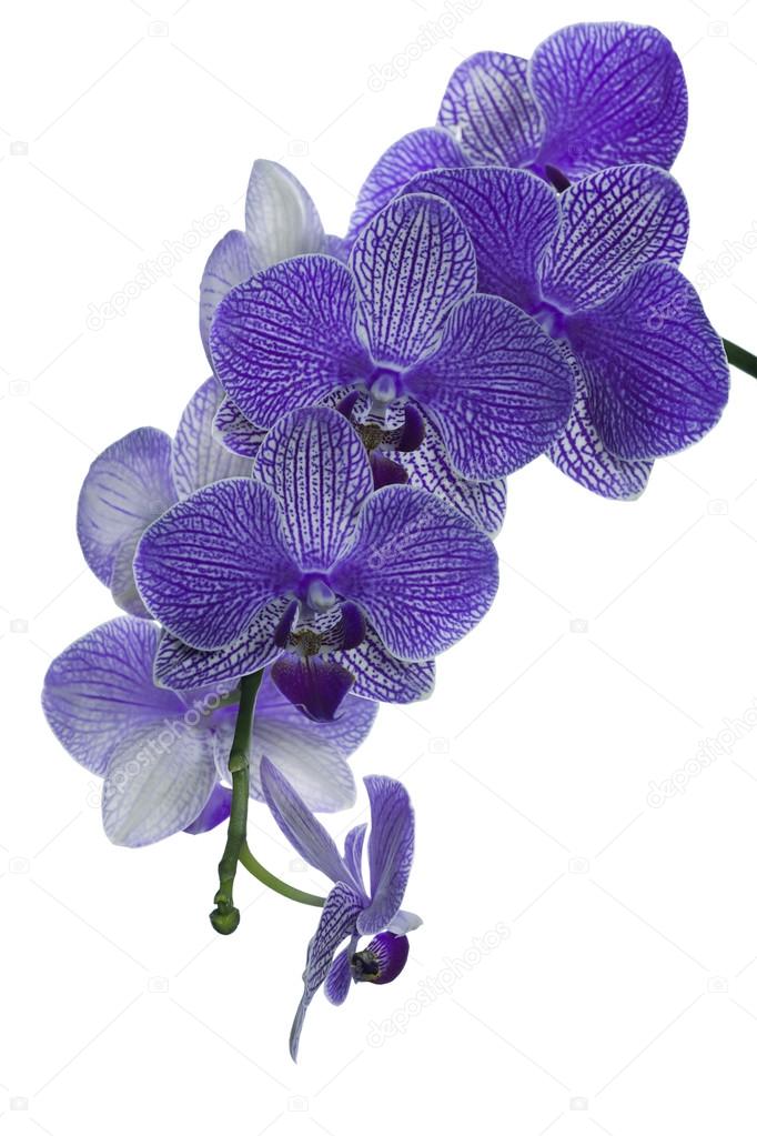 isolated dark blue orchid blossom cluster