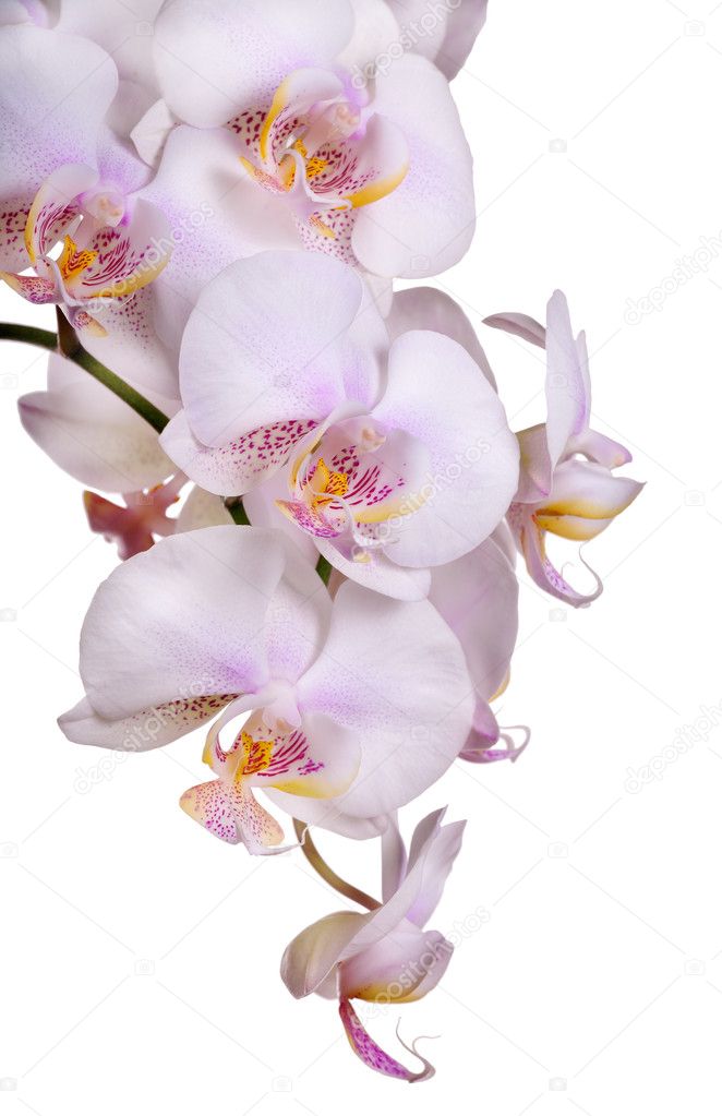 light pink isolated orchid inflorescence