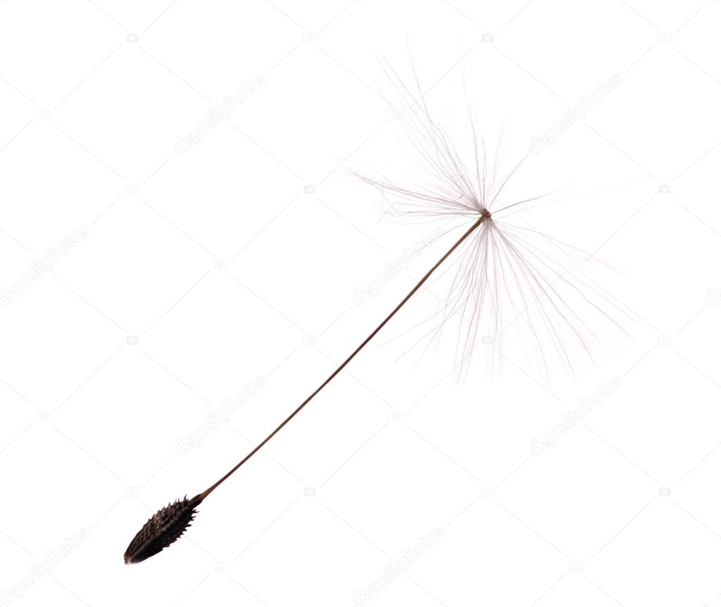 single dandelion seed on white