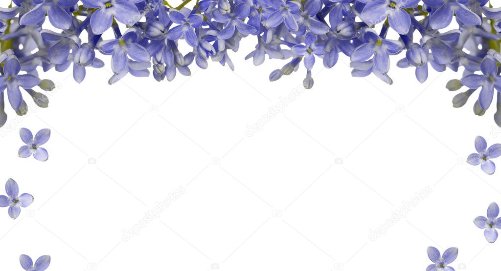 blue lilac flower frame