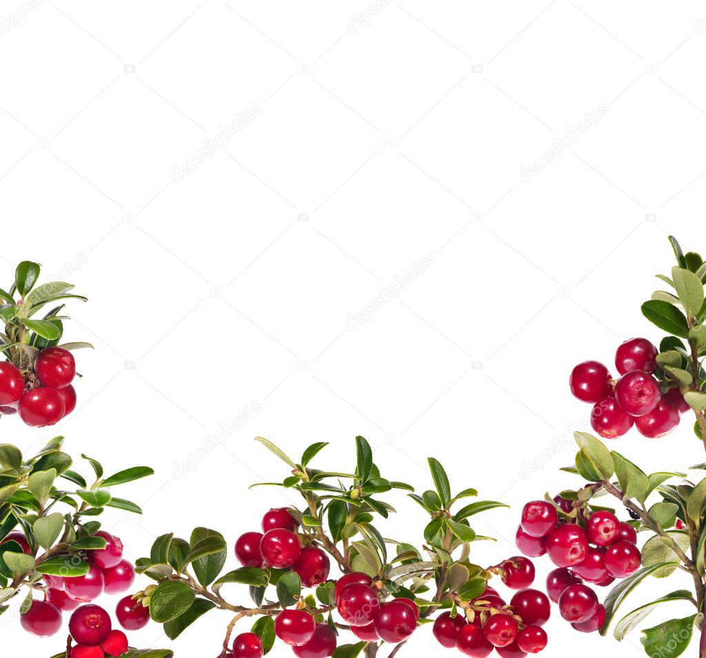 red cowberries half frame isolated on white