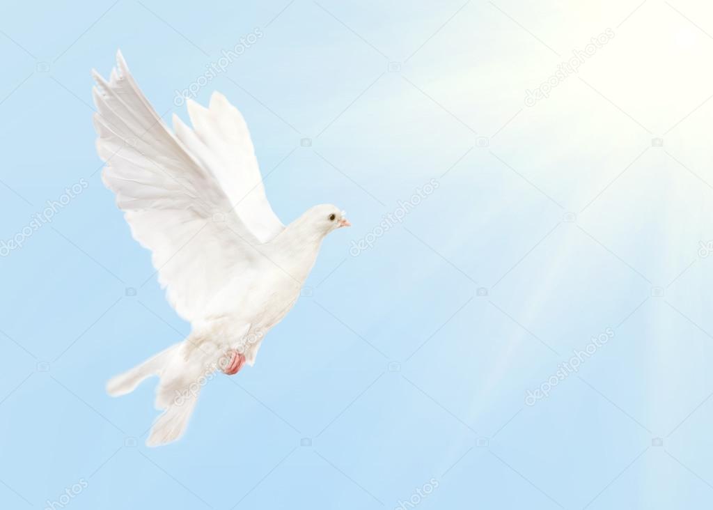 white dove flying in blue sky with sun