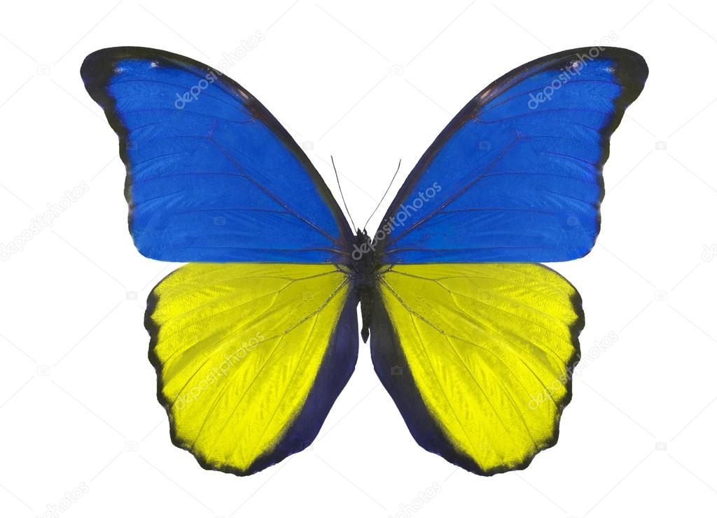 Butterfly in Ukraine flag colors — Stock Photo © Dr.PAS 24181619