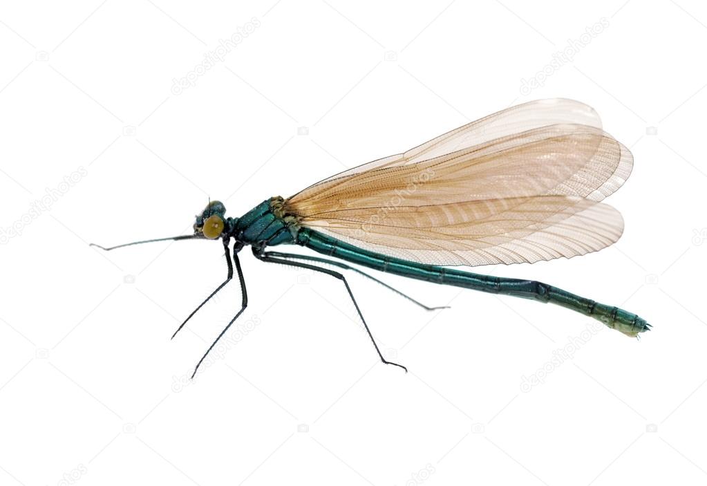 isolated dragonfly with brown wings
