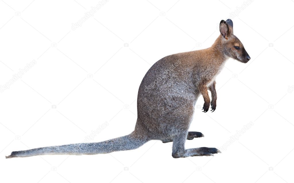 small kangaroo isolated on white