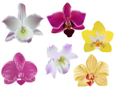 altı beyaz orkide koleksiyonunda renk