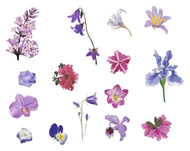 izole Lila rengi çiçek koleksiyonu