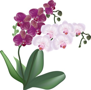 beyaz izole açık ve koyu pembe orkide şubeleri