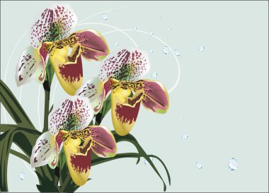 açık renkli benekli orkide dekorasyon