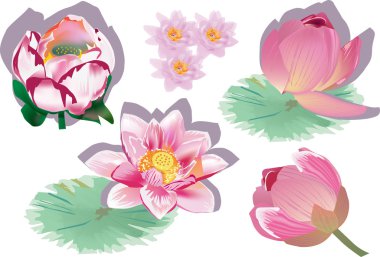Beyaz pembe lotus çiçekleri ayarla