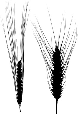 arpa ve buğday kulak silhouettes