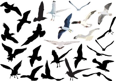 gulls collection isolated on white background clipart