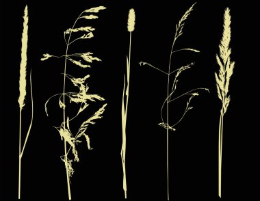 Beş bitkiler üzerinde siyah set