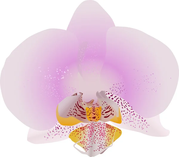 Isolerade ljus rosa orkidé blomma illustration — Stock vektor