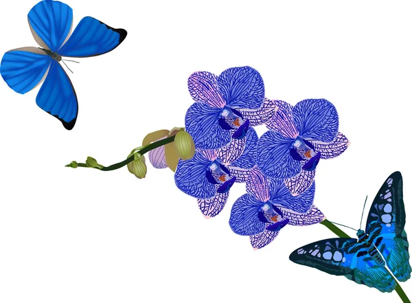 Blue orchid flowers and butterflies on white — Stock Vector