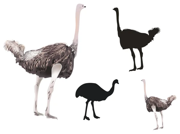 Ostriches collection isolated on white — Stock Vector