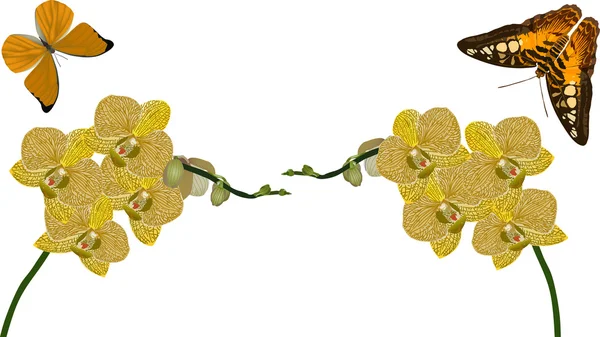 Orchidées jaunes et papillons isolés sur blanc — Image vectorielle