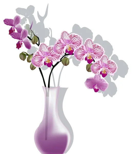 Roze orchid bloemen in vaas geïsoleerd op wit — Stockvector