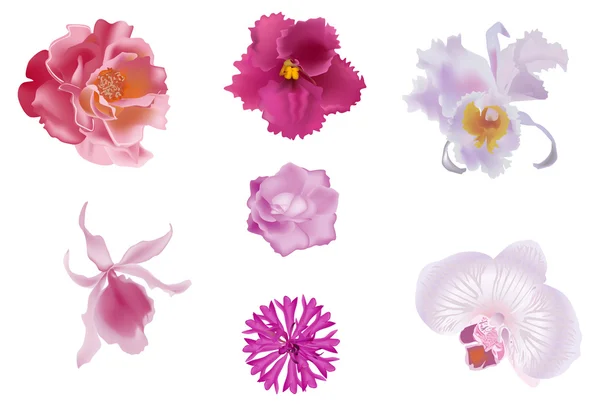 Verzameling van zeven geïsoleerd op wit-roze bloemen — Stockvector