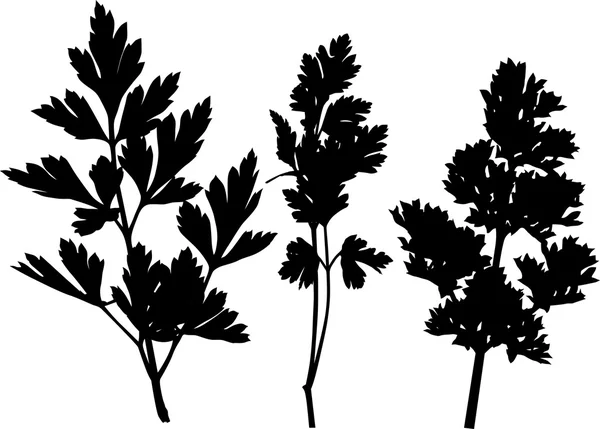 Three parsley twings silhouettes — Stock Vector