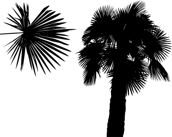 Silueta de palma de árbol aislada en blanco — Vector de stock