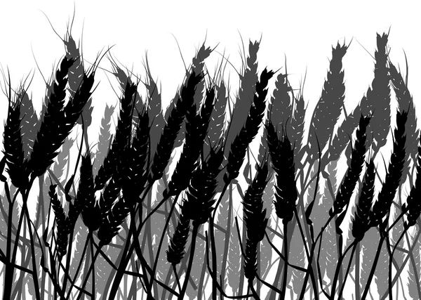 Wheat silhouettes background — Stock Vector