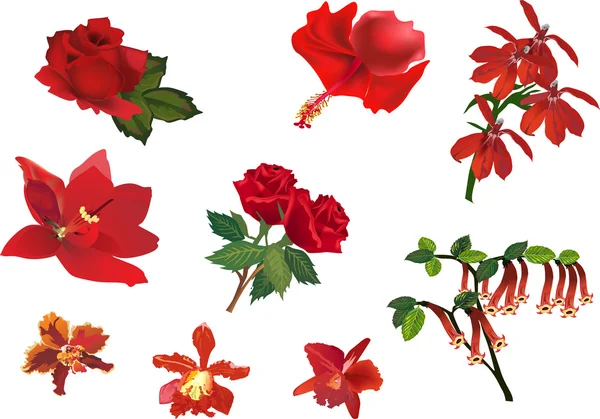 Jogo de flores vermelhas no branco — Vetor de Stock