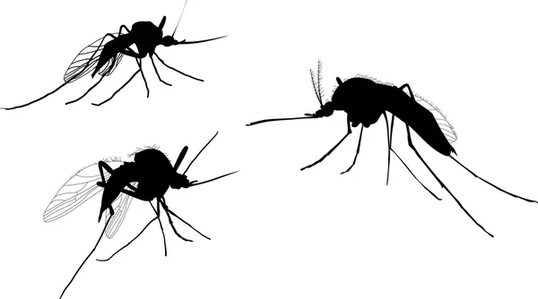 Três silhuetas de mosquitos isoladas em branco — Vetor de Stock