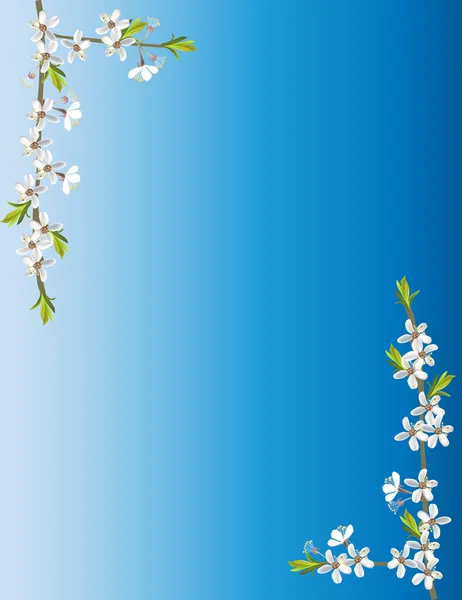 Witte cherry bloemen in hoeken op blauwe achtergrond — Stockvector