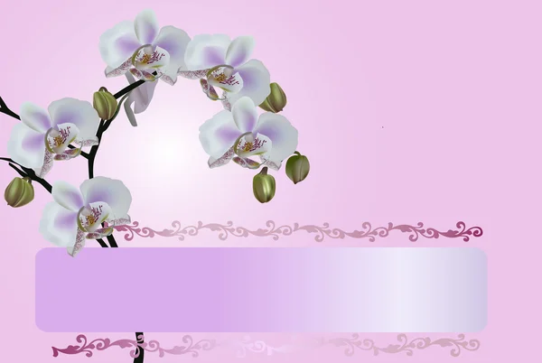 Orkide ile hafif pembe illüstrasyon — Stok Vektör