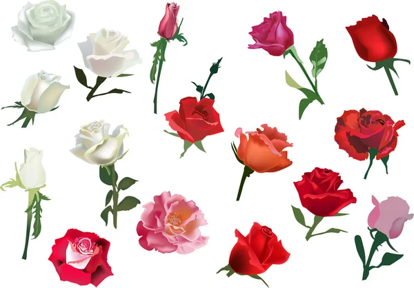 Set of isolated white and red rose flowers — Stock Vector