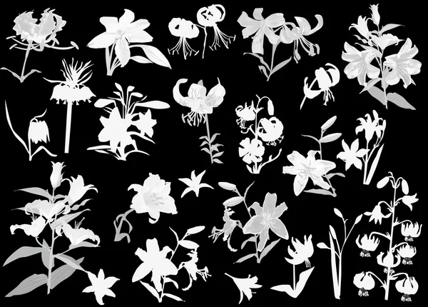 Silhouettes de fleurs de lys isolées sur noir — Image vectorielle