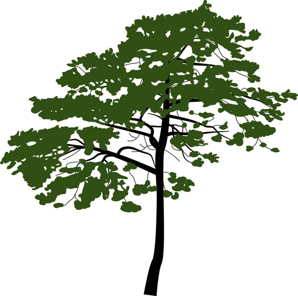 Ilustrasi pinus hijau terisolasi - Stok Vektor